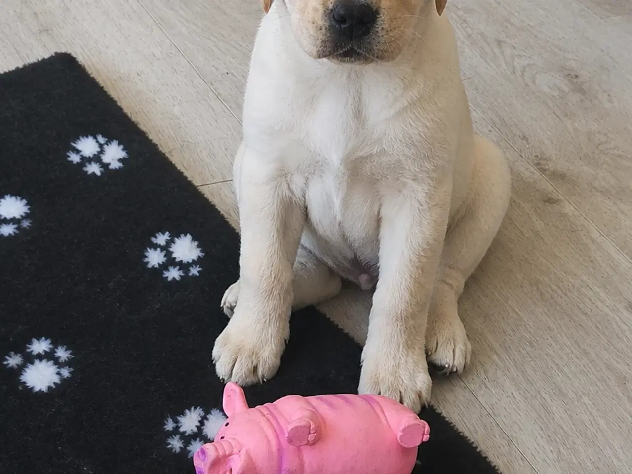 Billede 2 - Labrador/ Retriever han