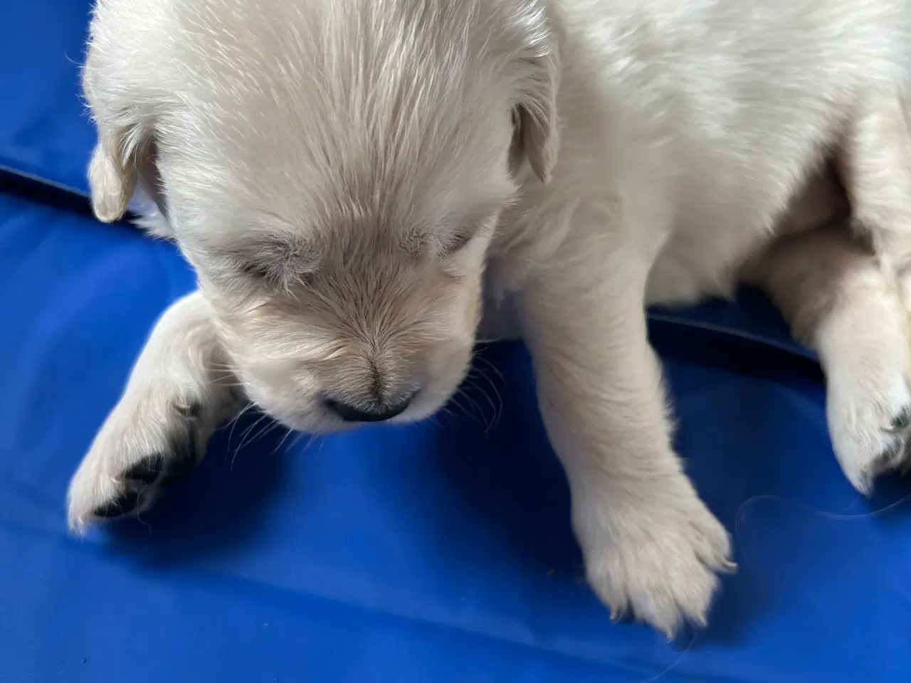 Billede 7 - Golden Retriver hvalpe