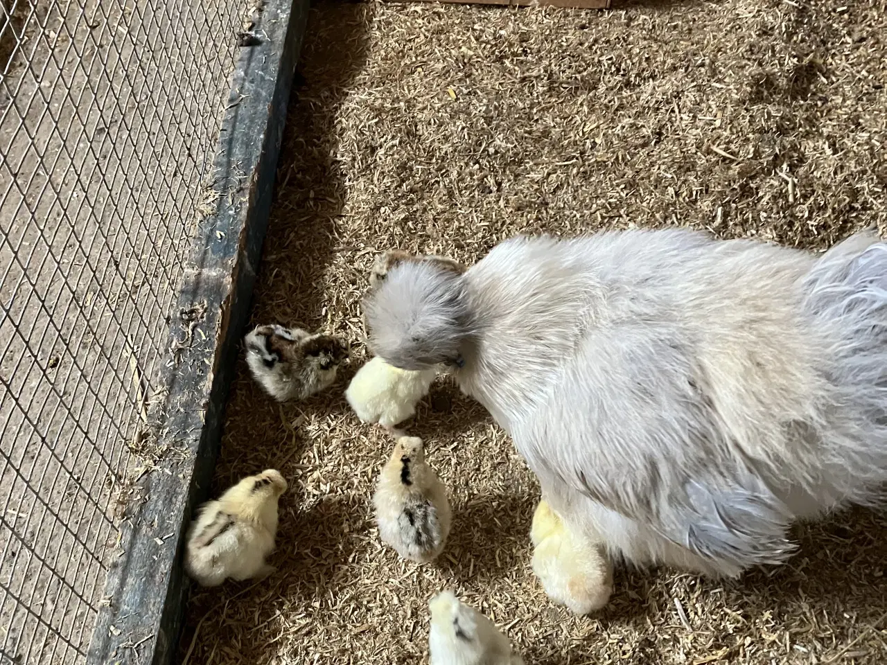 Billede 1 - Silkeskruk med 7 kyllinger