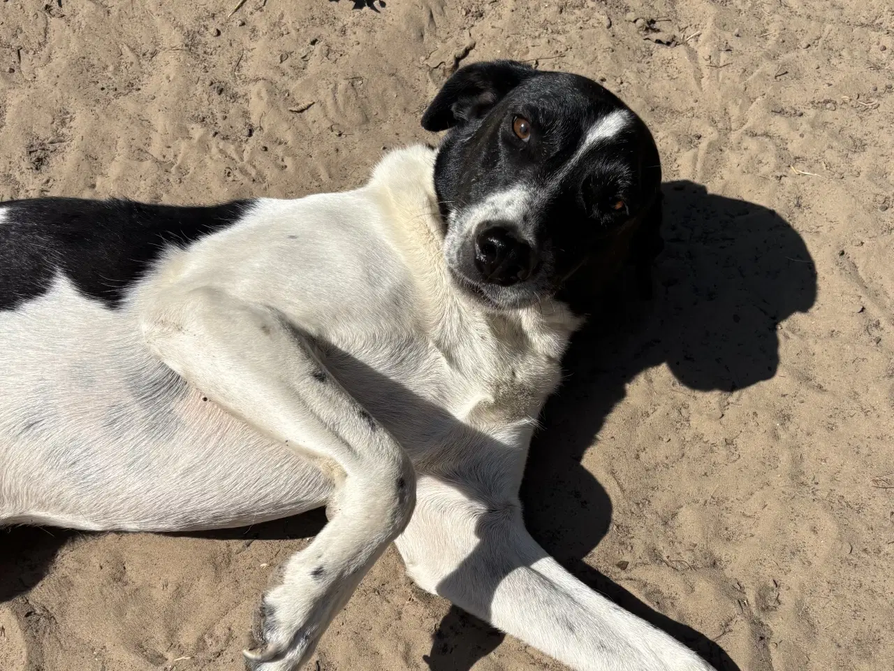 Billede 19 - Wilma søger familie! 🩷