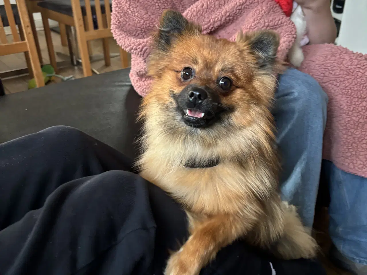 Billede 3 - Walter – Pomeranian han tilbydes til avl