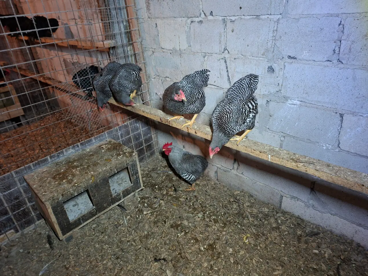 Billede 3 - Dværghøns