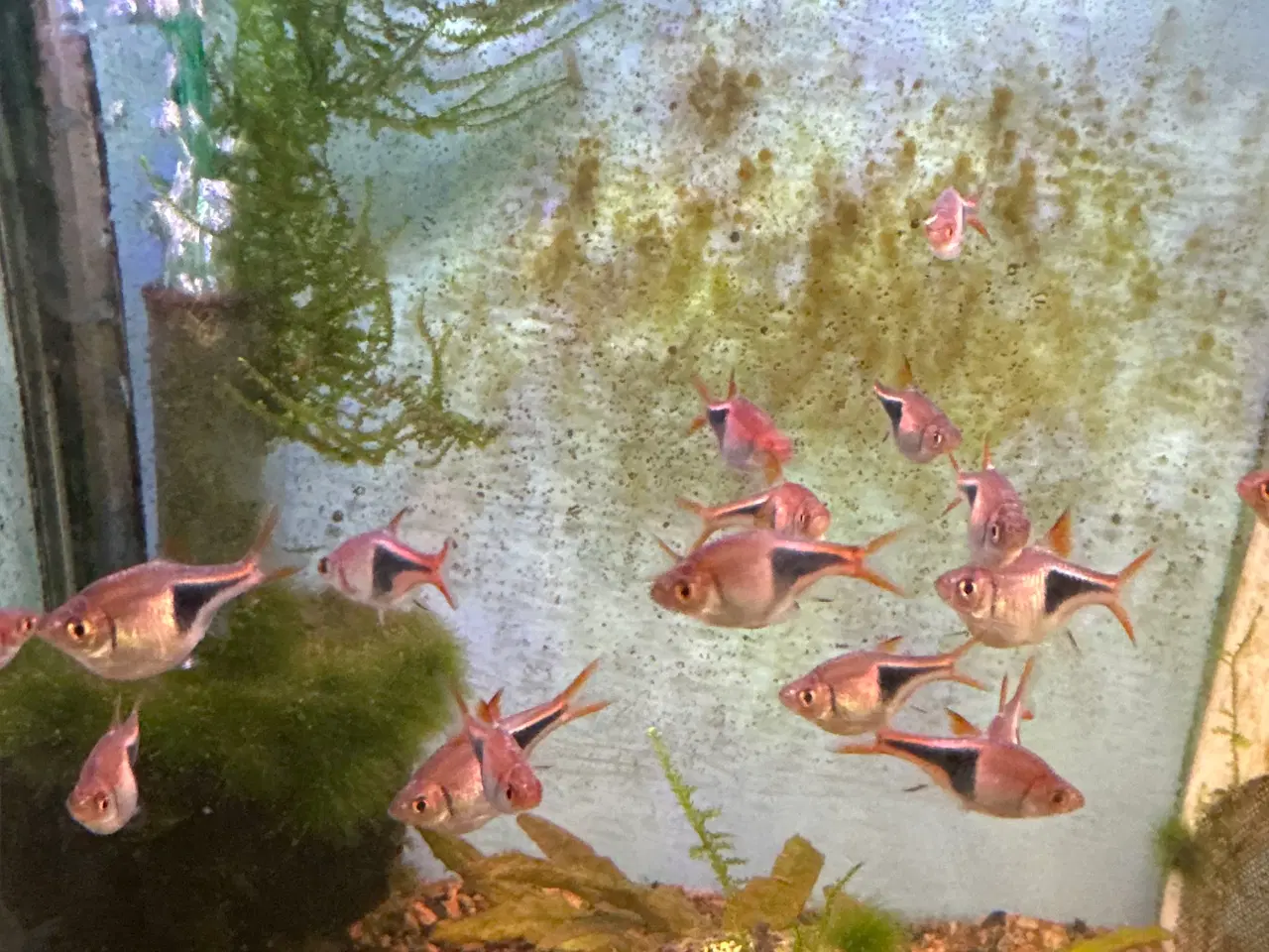 Billede 1 - Kileplet