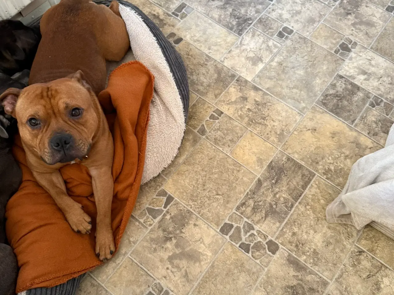 Billede 13 - Staffordshire Bull Terrier - Skøn hanhund