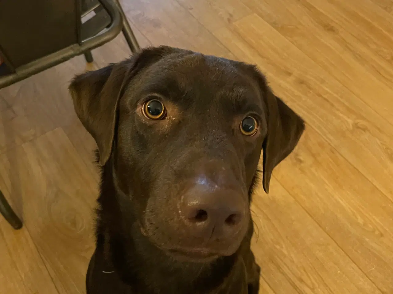 Billede 2 - Labrador tilbydes til avl