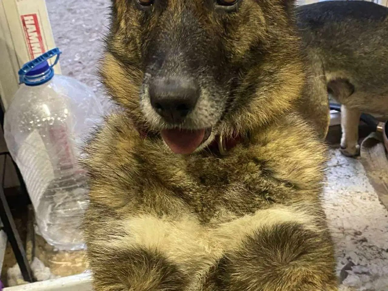 Billede 7 - Uadskilleligt makkerpar søger hjem sammen 🩷