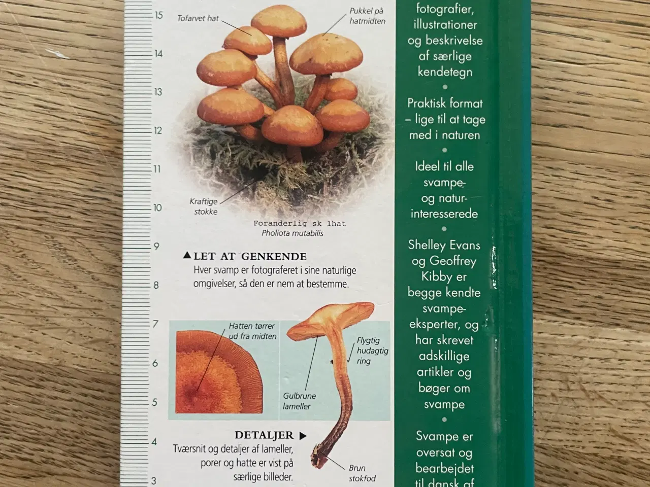 Billede 2 - Naturguide Svampe