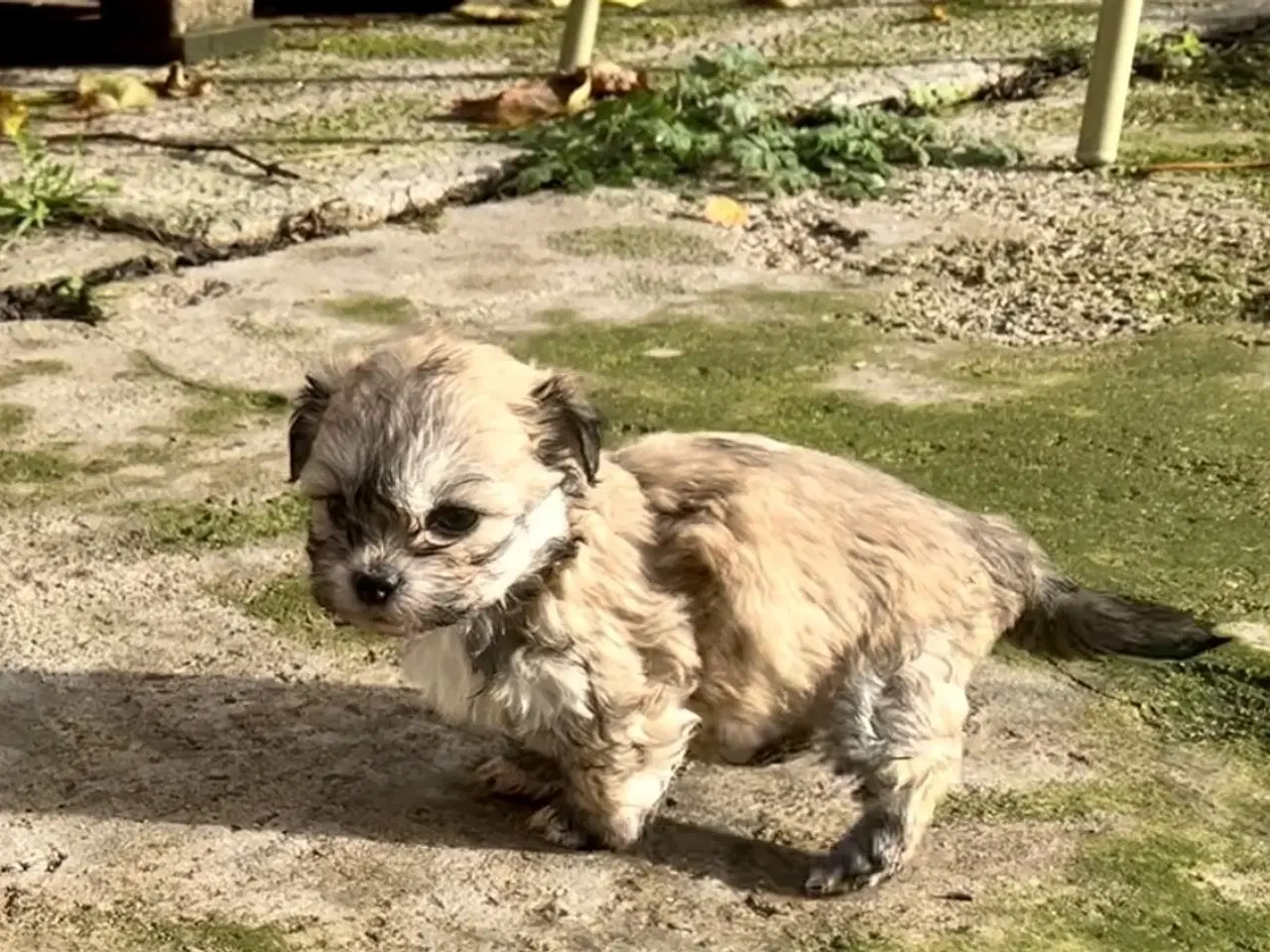 Billede 15 - Små allergivenlige og ikke fældende hundehvalpe