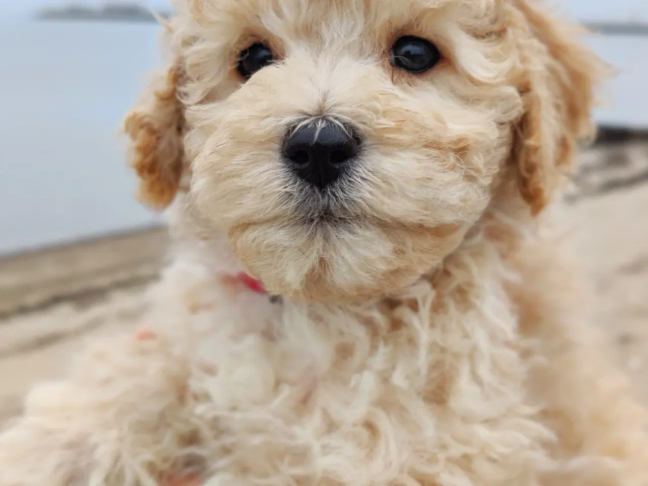 Billede 3 - Billedskønne labradoodle 1b hvalpe