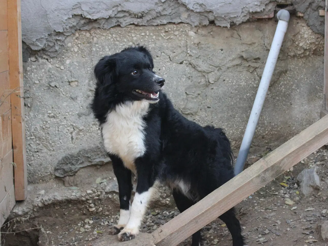 Billede 4 - Vax søger en familie❤️