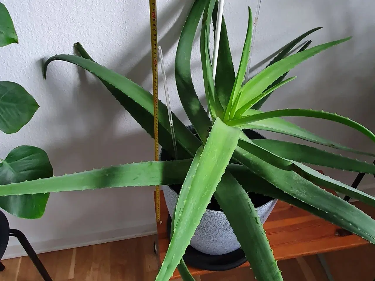 Billede 3 - Stueplante, Aloe Vera