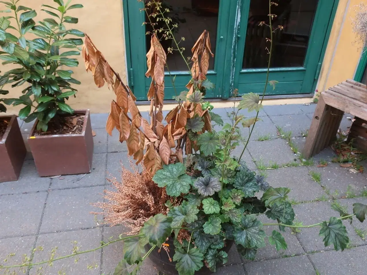 Billede 2 - Plante