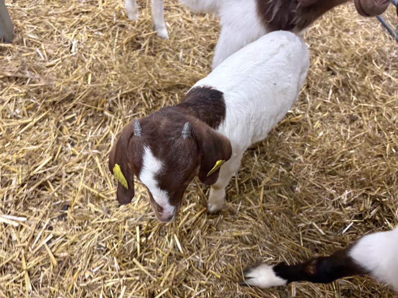 Billede 4 - Boer kid