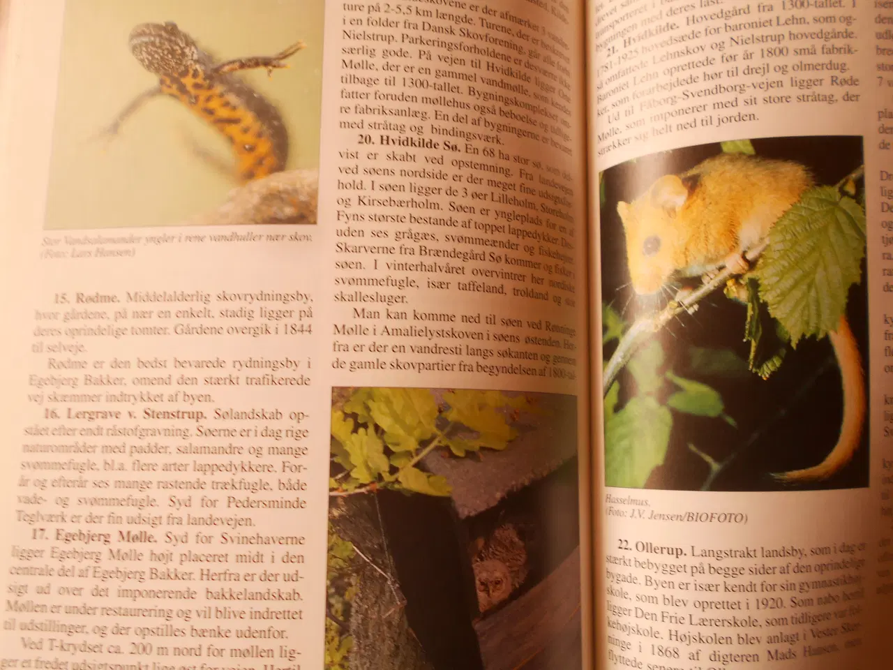 Billede 2 - På strejftog i fynsk natur, Fyns Amt,