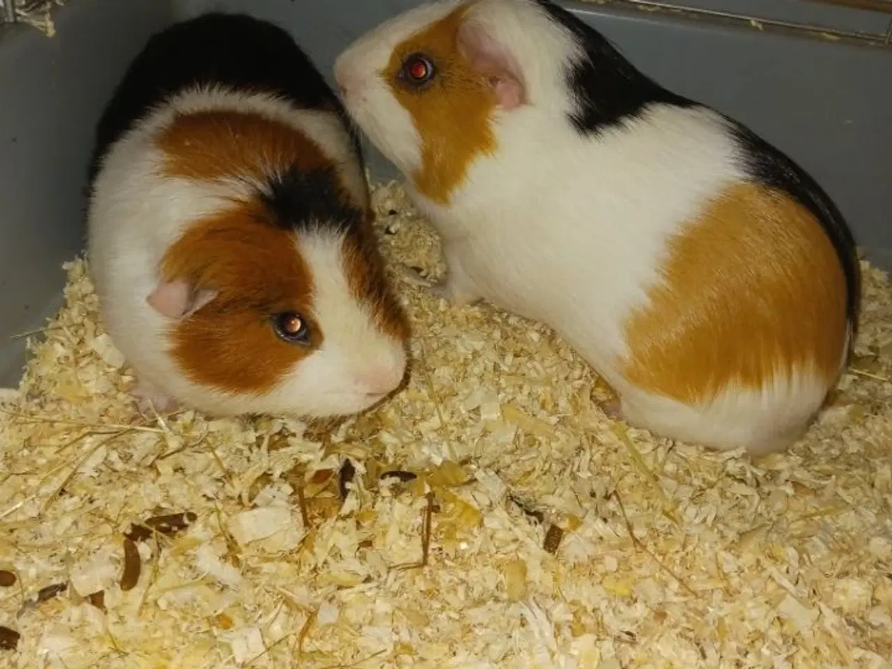 Billede 1 -  2 x han marsvin inkl. bur. 