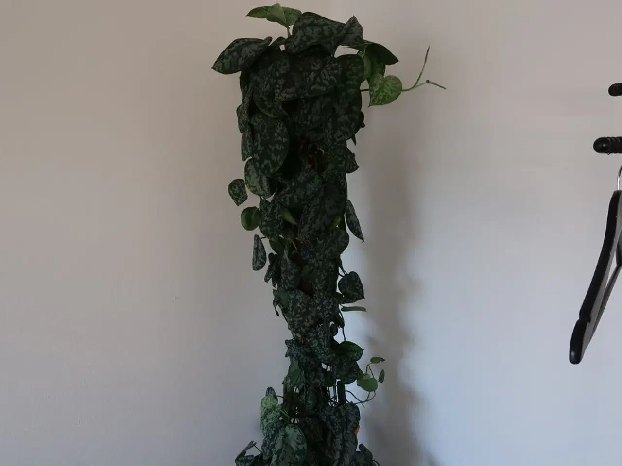 Billede 2 - Plante i krukke