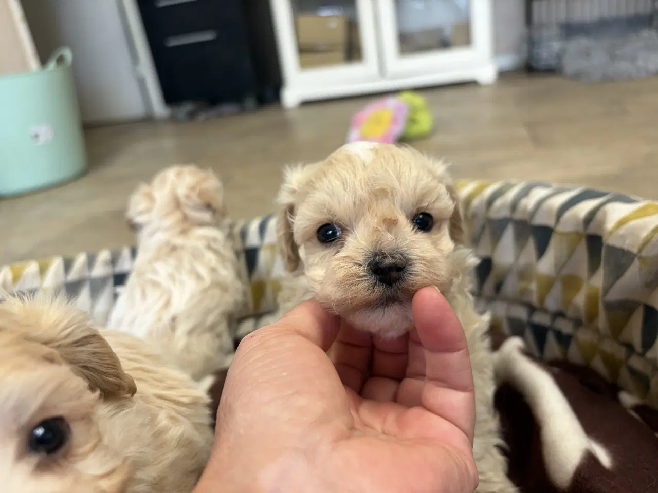 Billede 4 - Mini Maltipoo babyer 