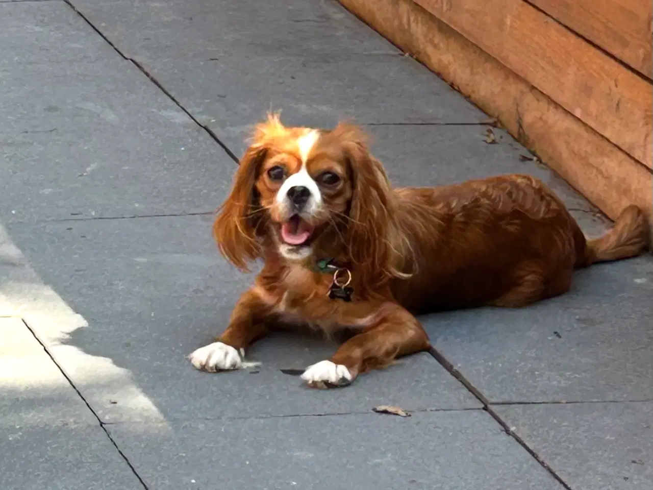 Billede 2 - Cavapoo med et twist af fransk bulldog 