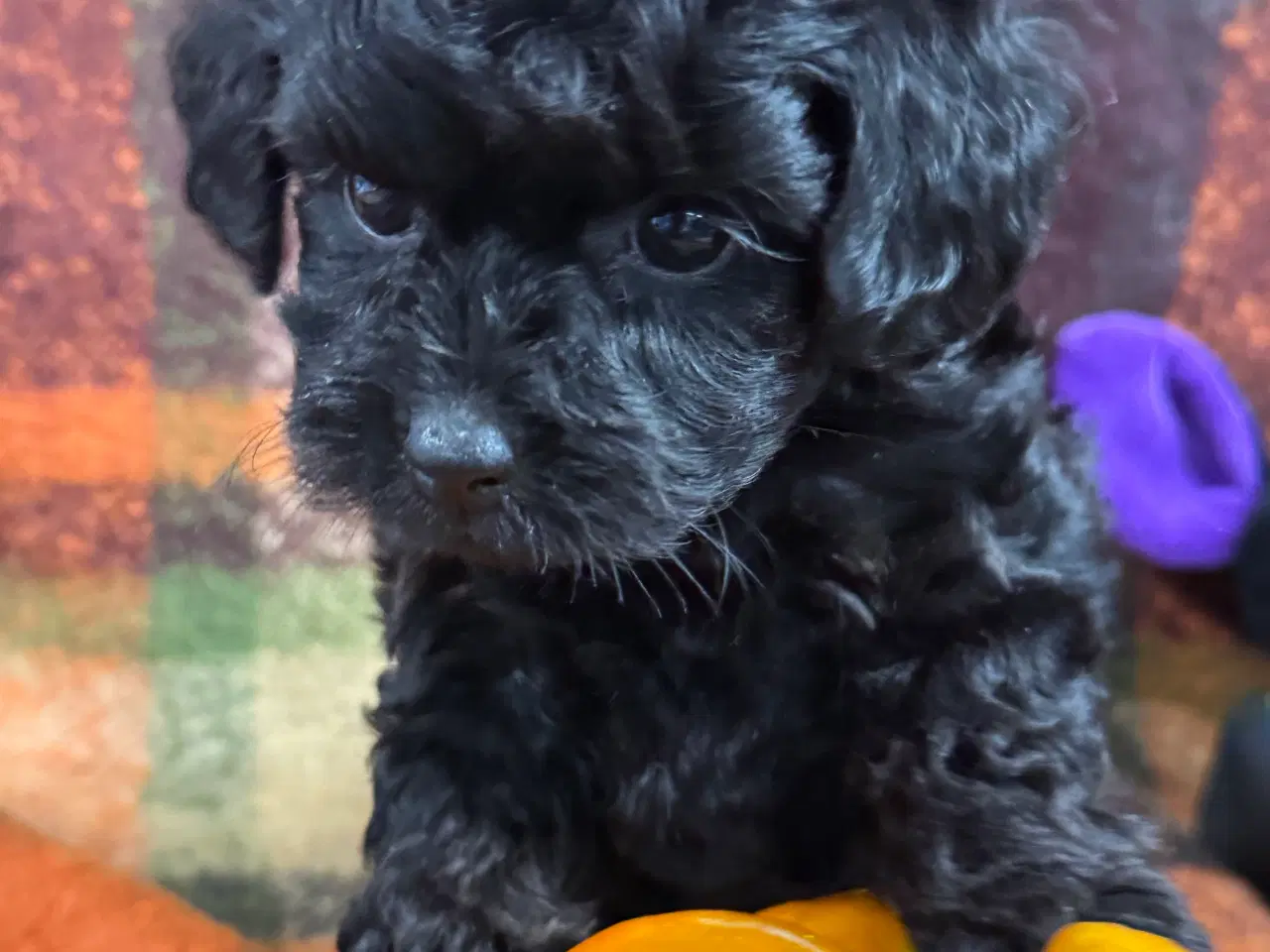 Billede 4 - ✨🐾 Engelske Cockapoo hvalpe søger nye hjem 