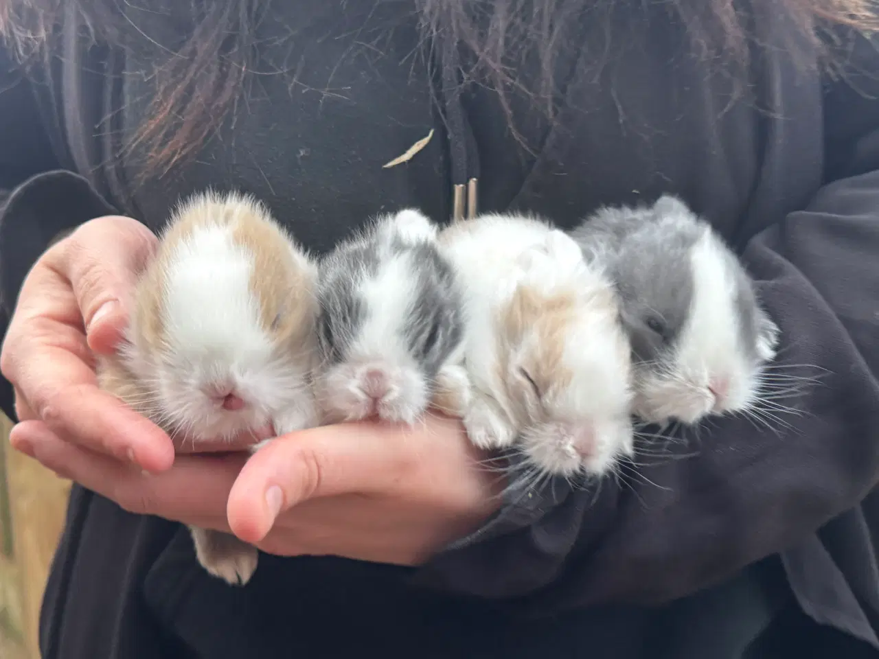 Billede 1 - Løvehoved unger 