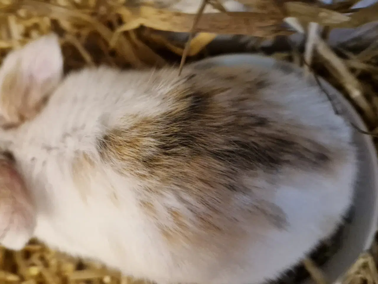 Billede 2 - Minilop unge dreng