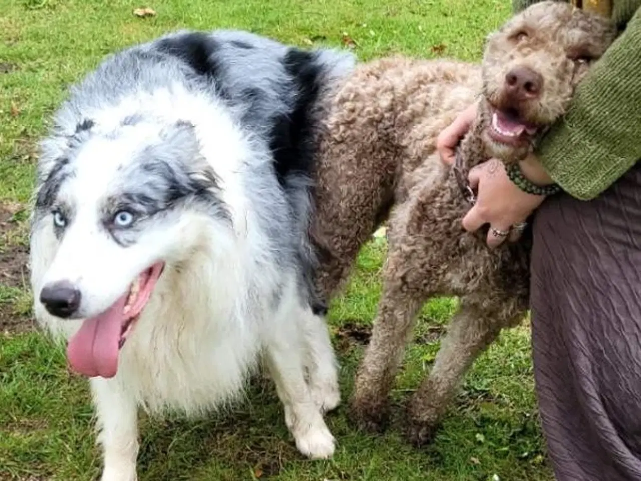 Billede 6 - Aussie doodle hvalpe 