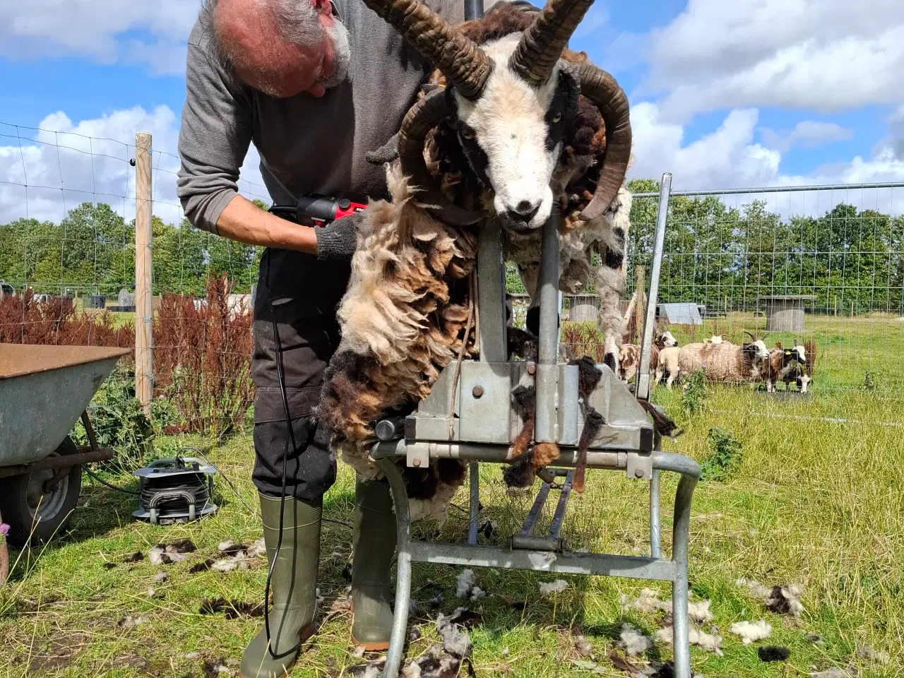 Billede 1 - Skøn Jacobsvædder 