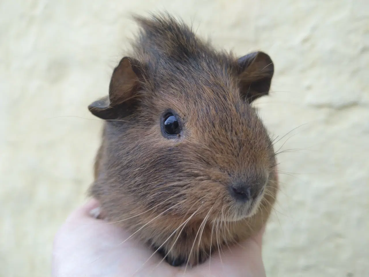 Billede 2 - 2 søstre