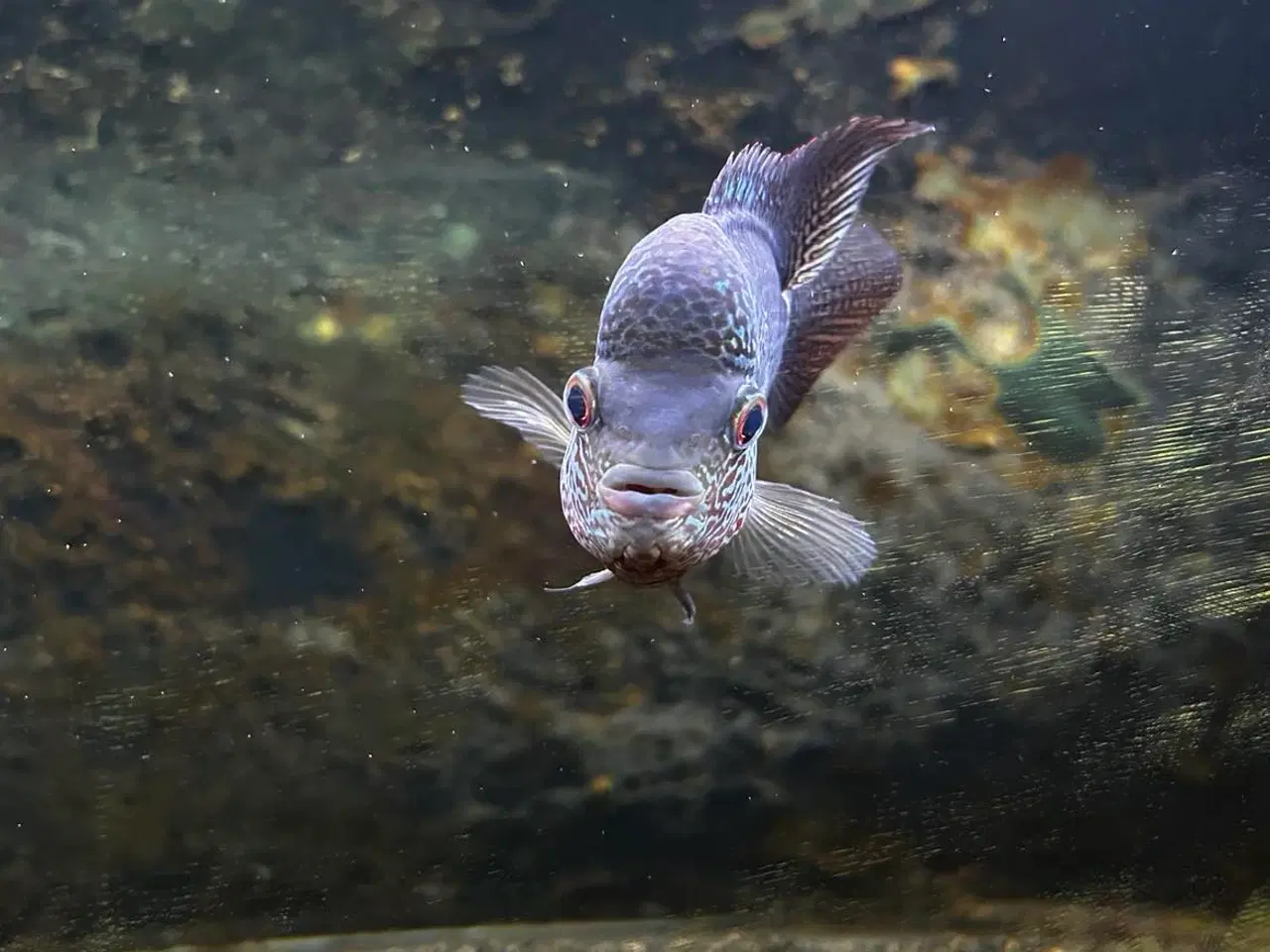 Billede 2 - Flowerhorn hun fisk