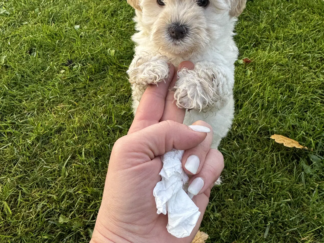 Billede 15 - Maltipoo Puddel Maltese