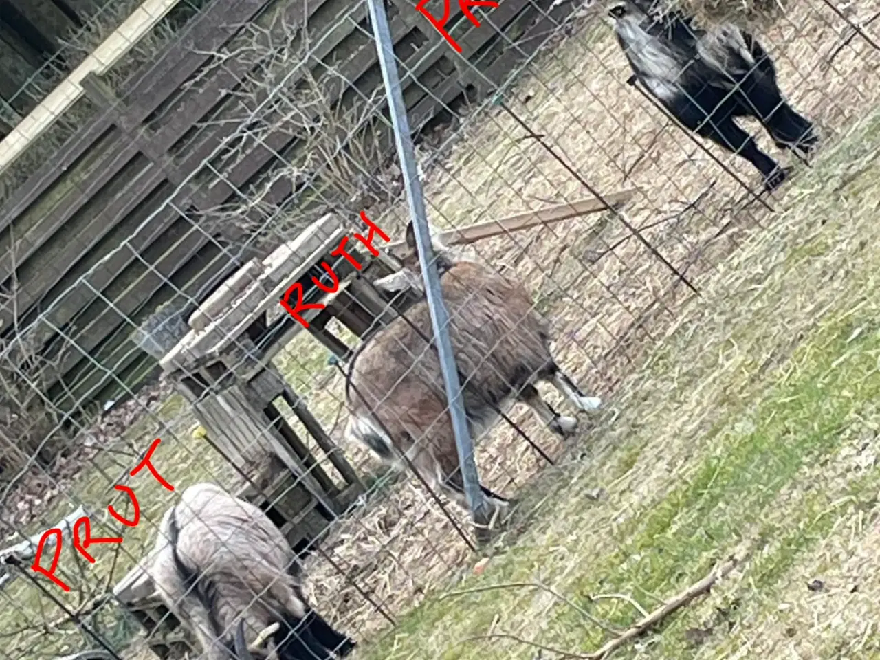 Billede 2 - Afrikanske dværg geder