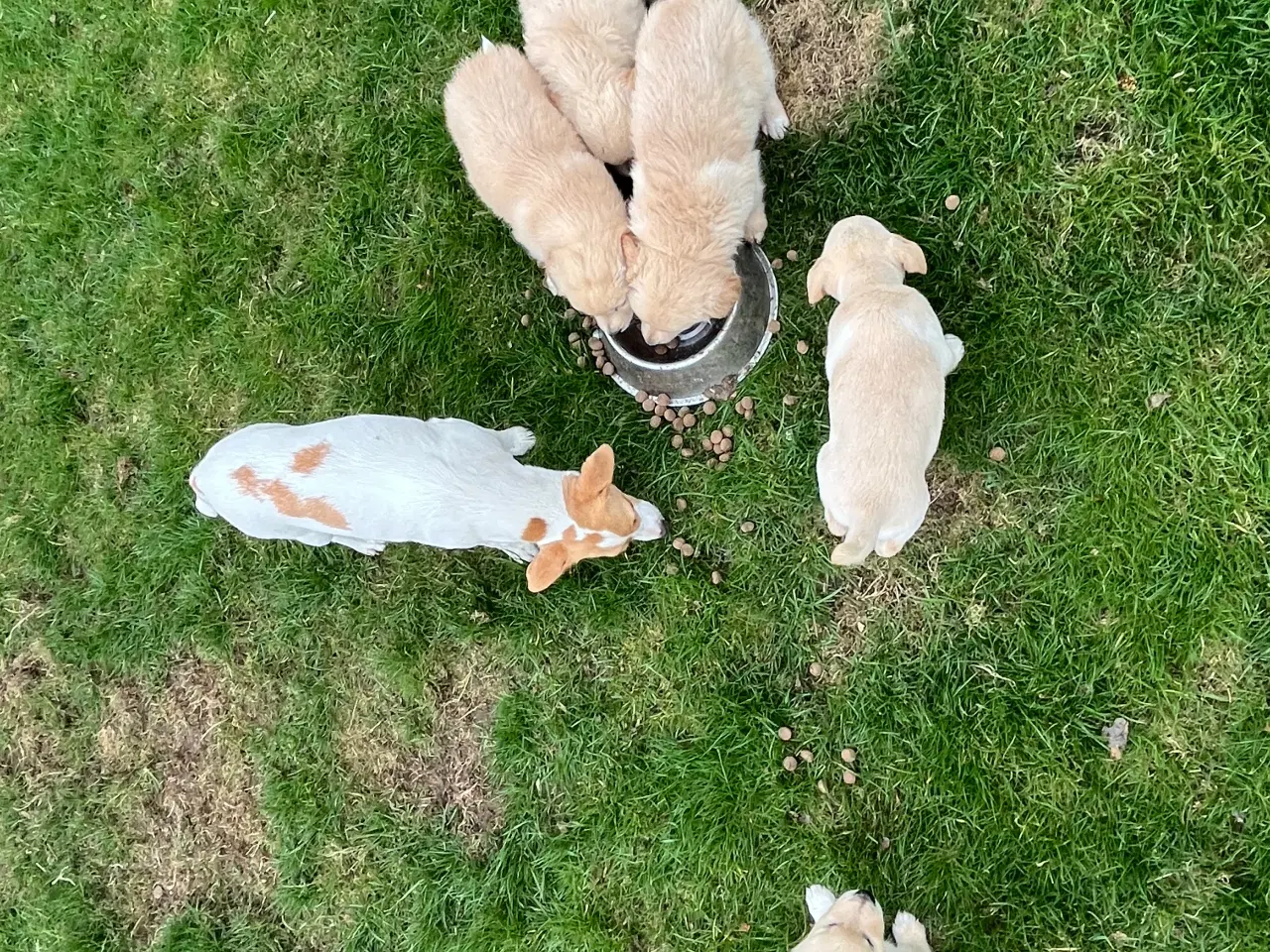 Billede 11 - 5 unikke blandingshvalpe sælges