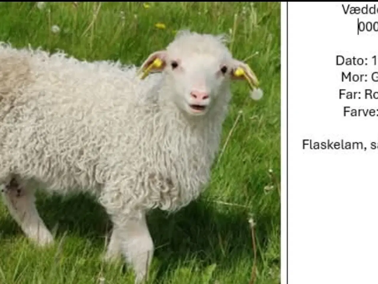 Billede 3 - Spælsau får og vædderlam