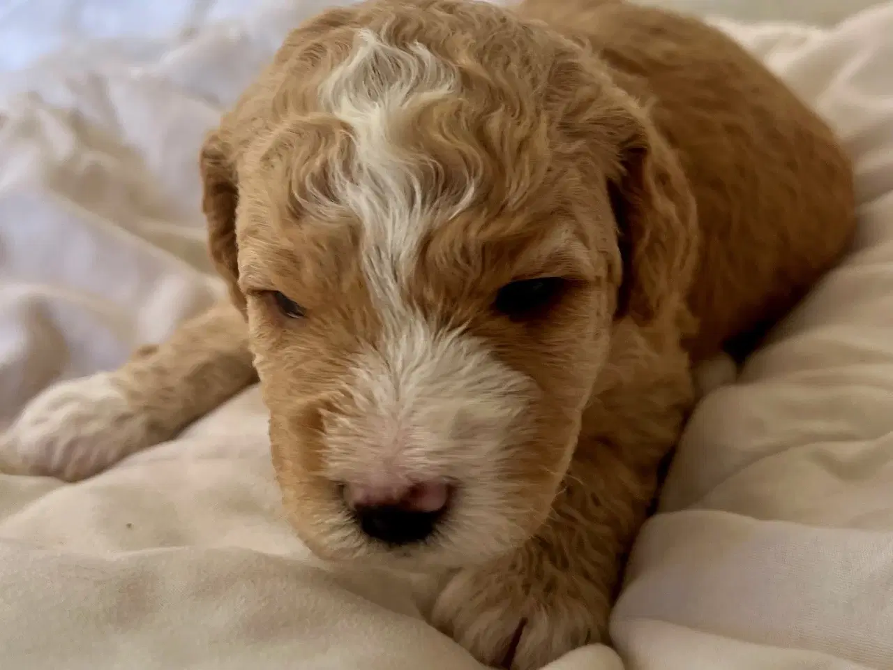 Billede 8 - Super skønne sociale Lagotto blandinger