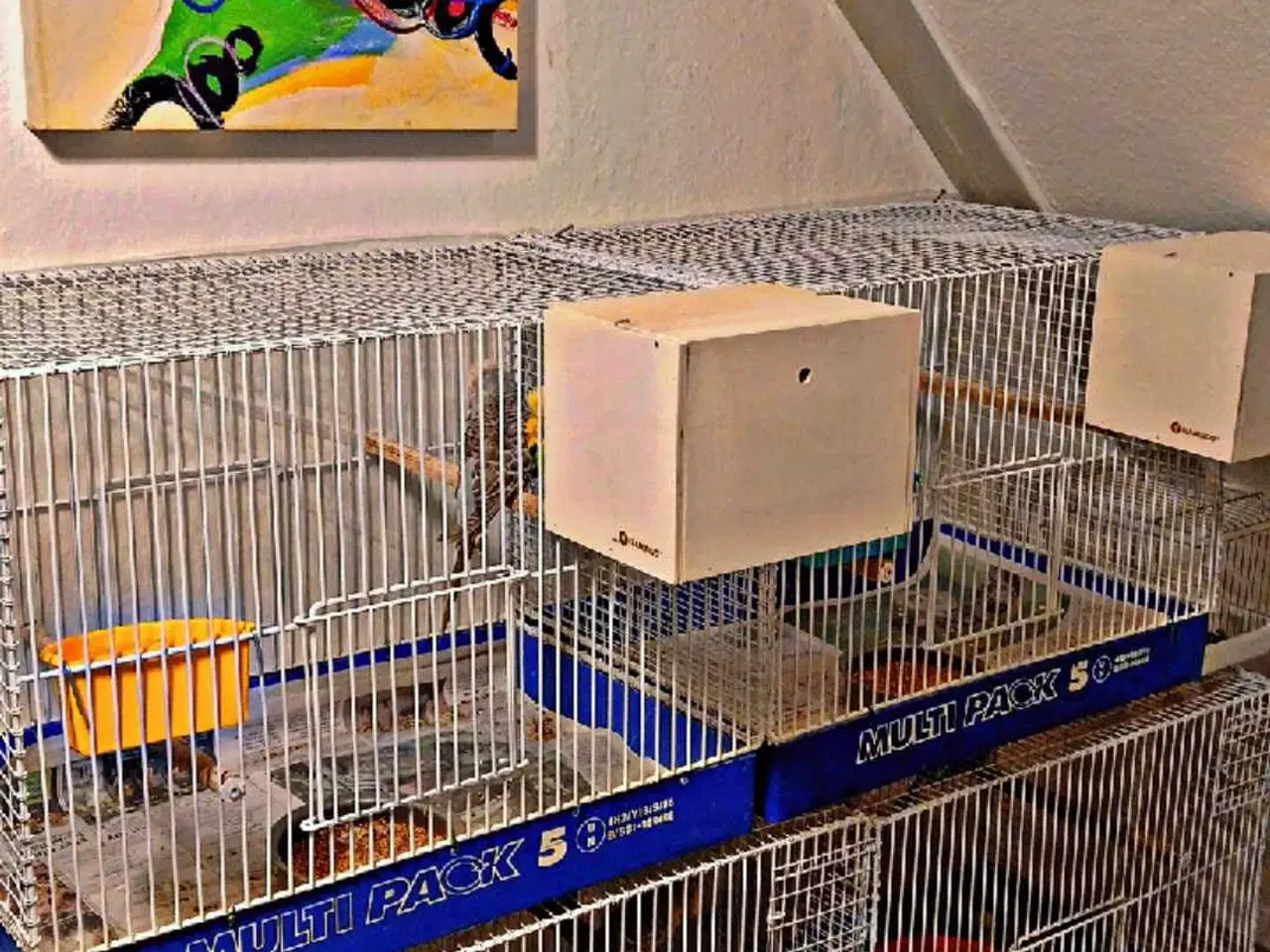 Billede 12 - 9 engelske undulater 