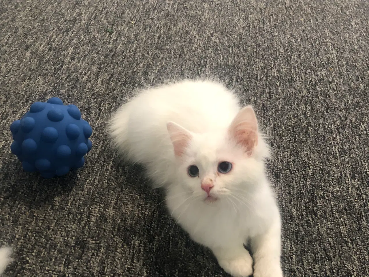 Billede 1 - Katte killinger til salg 
