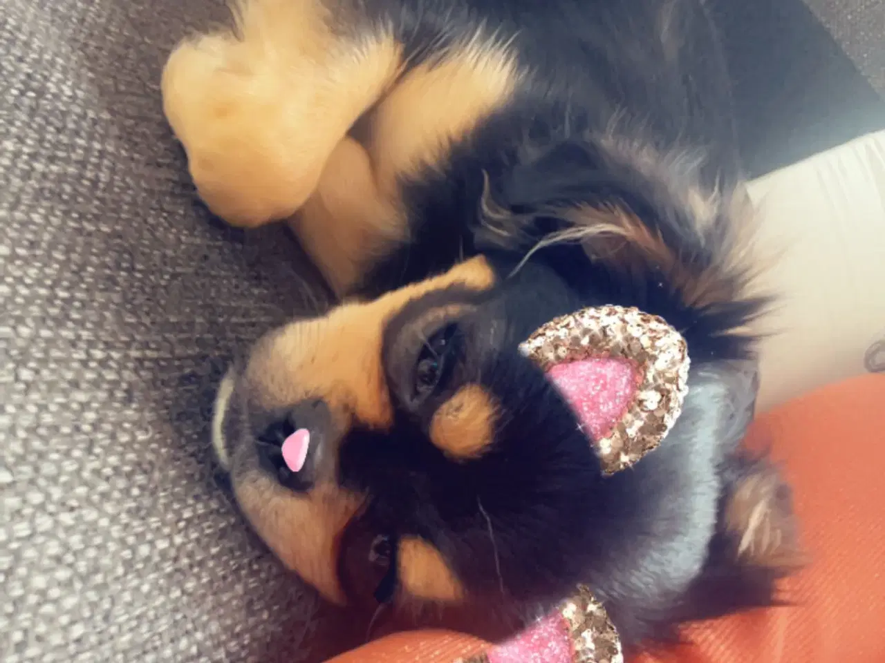 Billede 4 - Chihuahua langhåret bl.