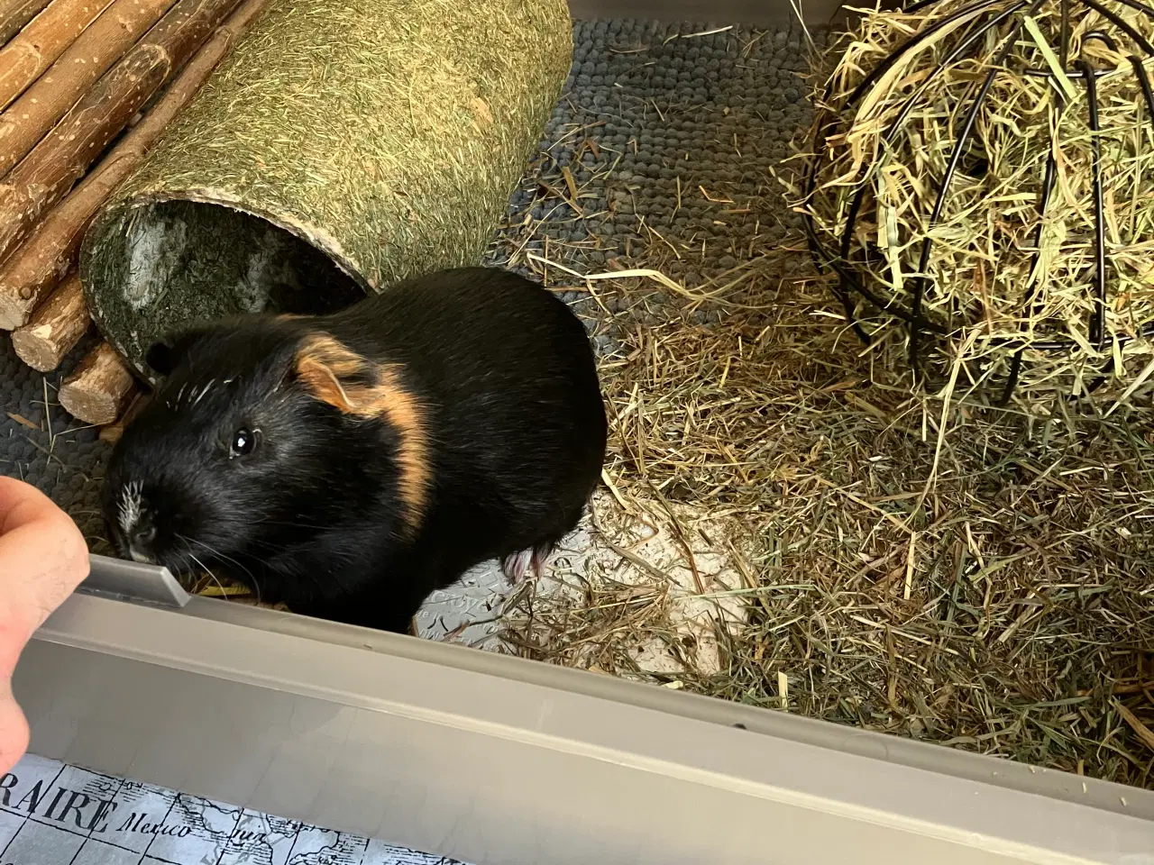 Billede 3 - Marsvin med bur mm