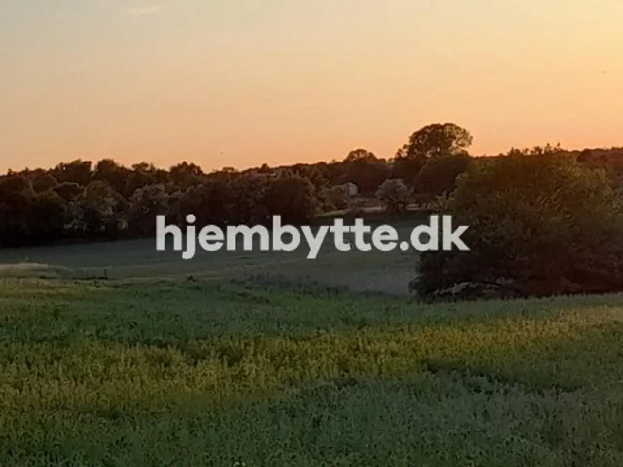 Billede 15 - Hjembytte - Sennepshaven