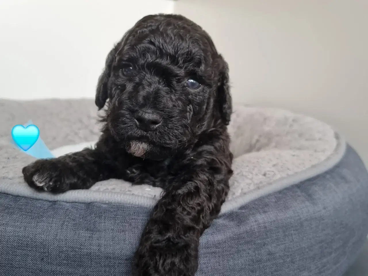 Billede 3 - Dejlige havapoo søger kærligt hjem