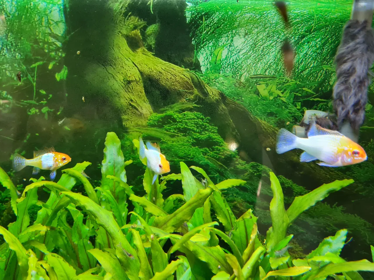 Billede 6 - Sommerfuglecichlider (Mikrogeophagus ramirezi) 