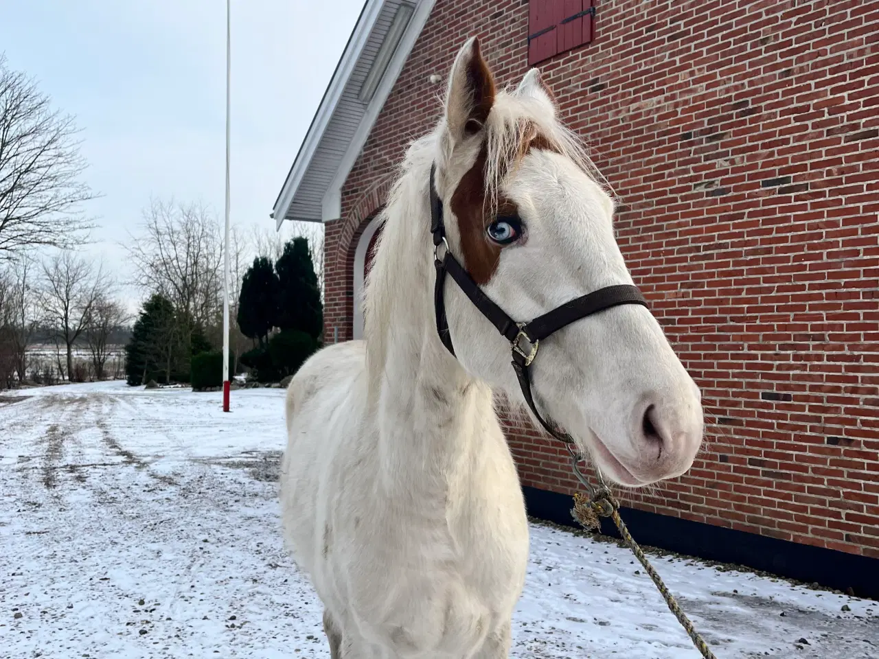 Billede 9 - Western hest, vallak, Pinewood Rain