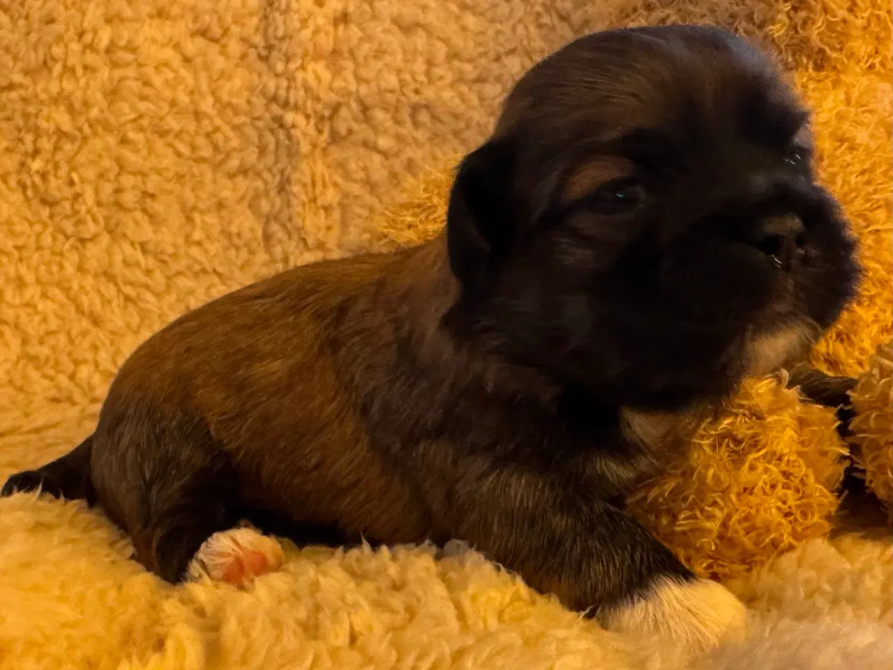 Billede 5 - Lhasa Apso hvalpe med DKK plus