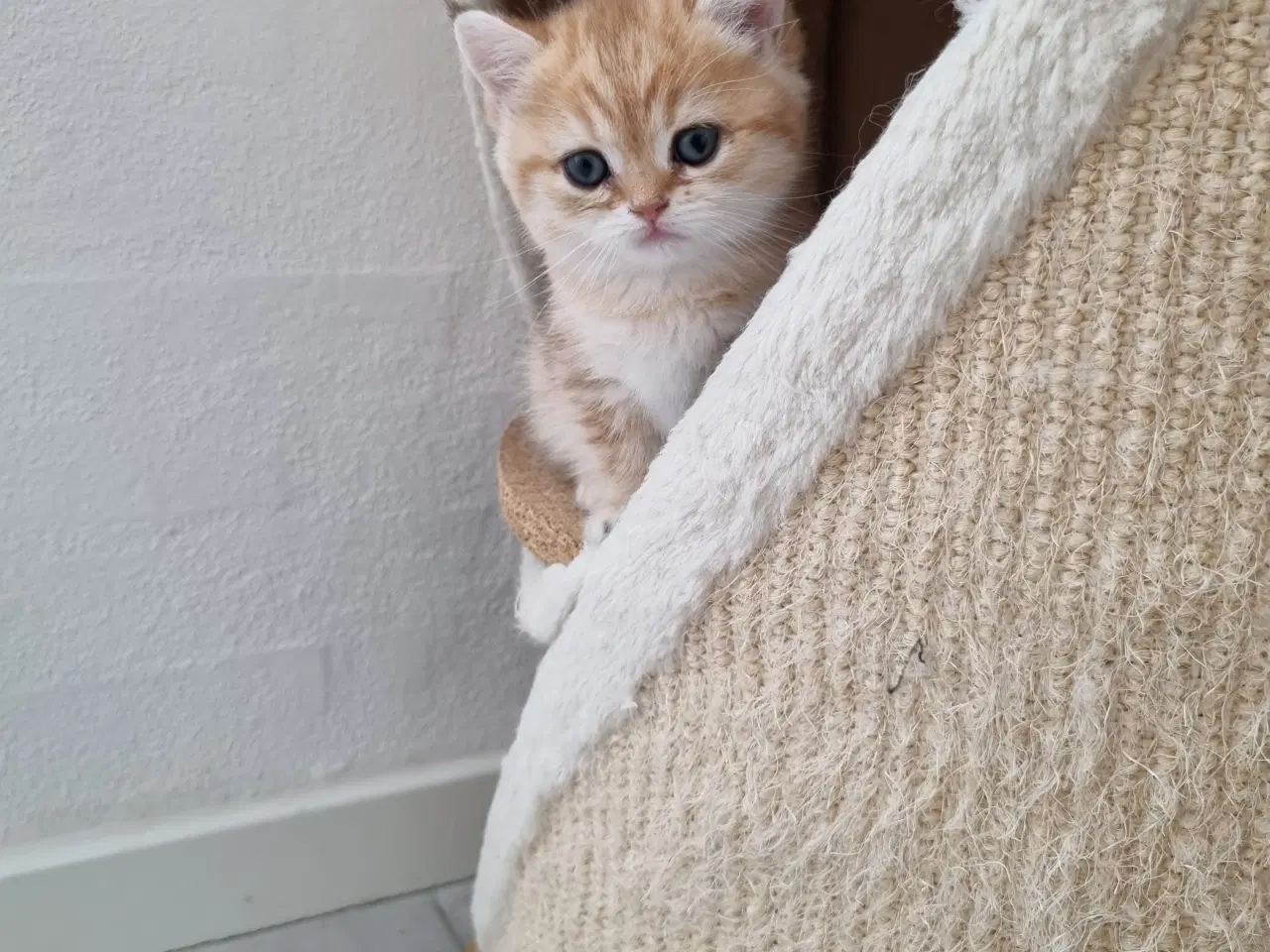 Billede 9 - British shorthair killinger
