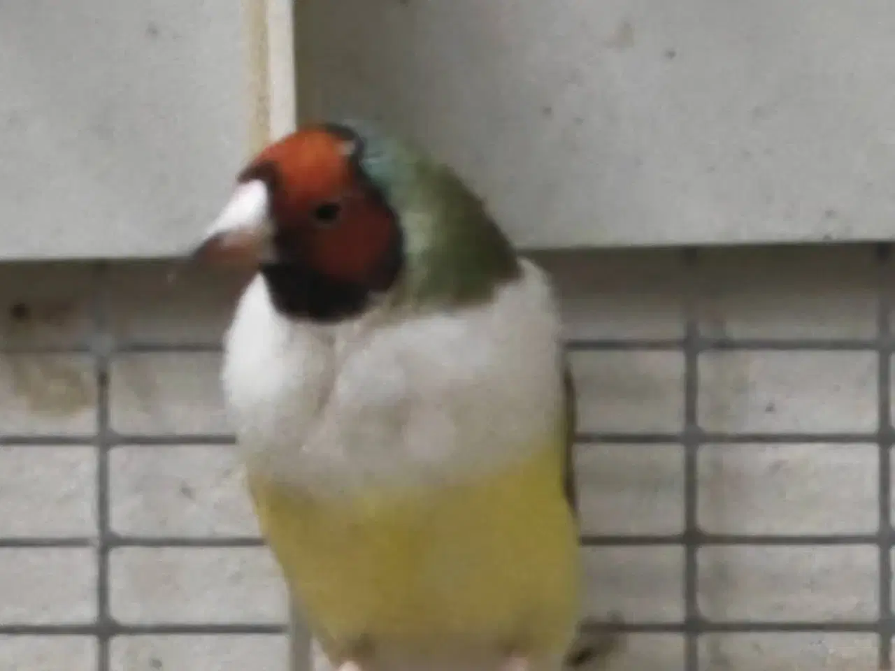 Billede 2 - Goulds amadiner