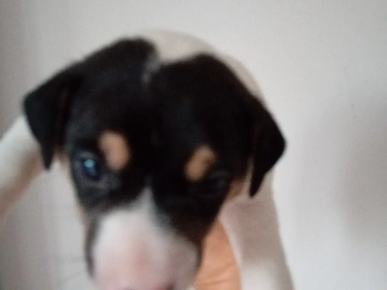 Billede 1 - Jack Russell terrier hvalpe 