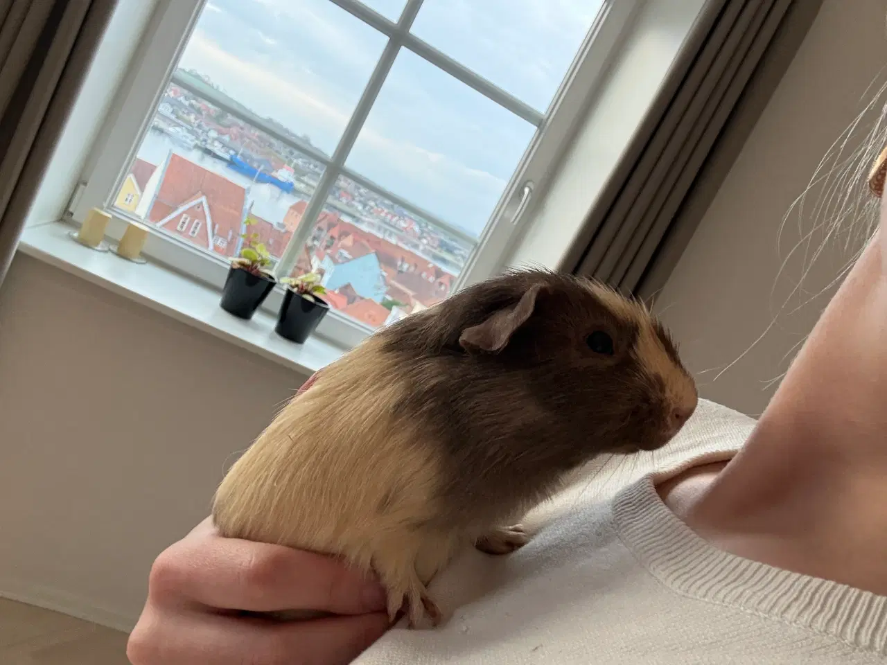 Billede 3 - To Han marsvin og tilbehør 