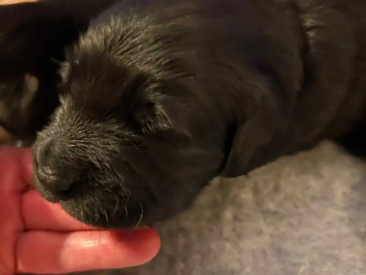 Billede 9 - Golden Retriever/ Tysk langhåret Labrador hvalpe