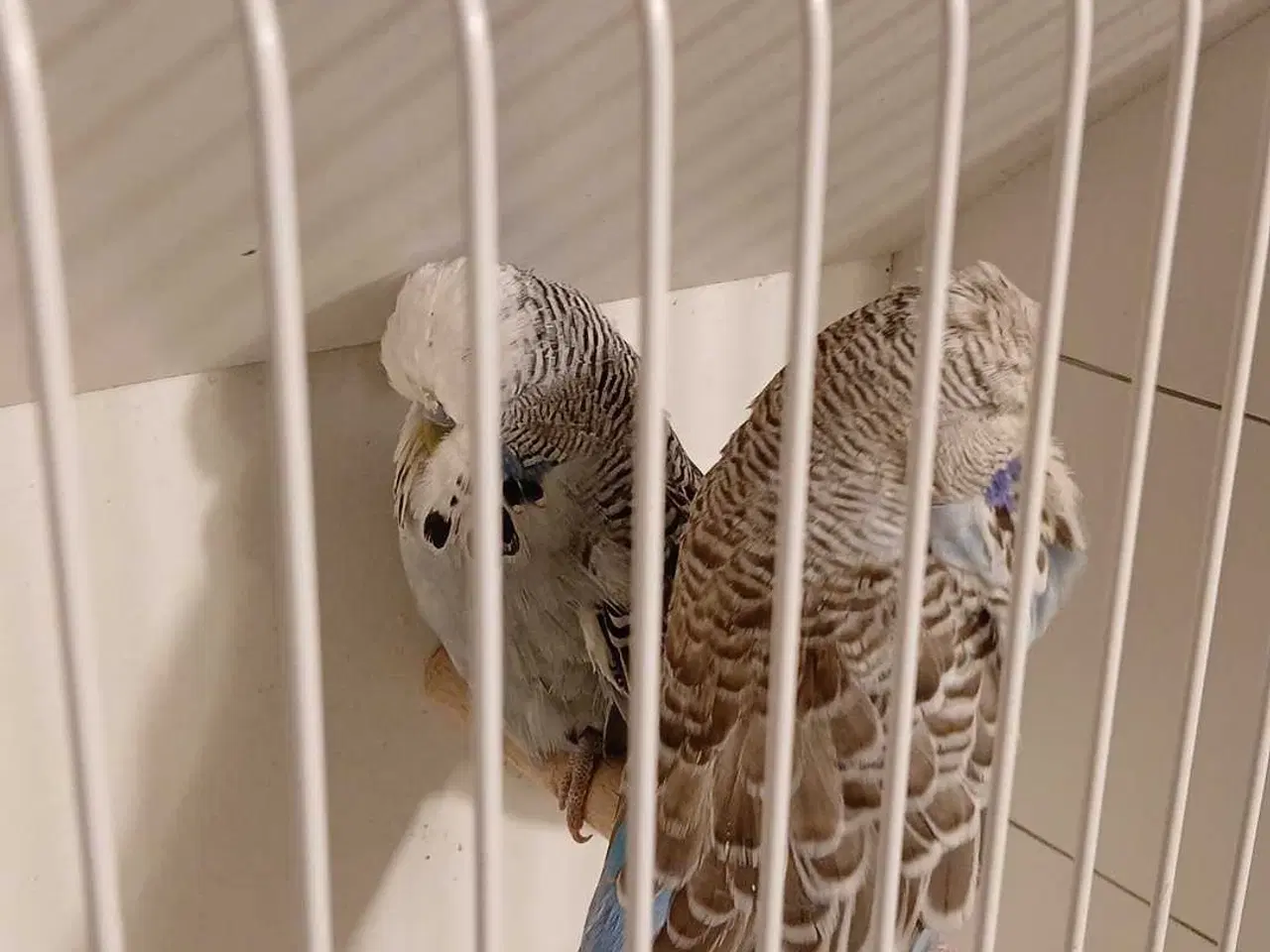 Billede 10 - 9 engelske undulater 