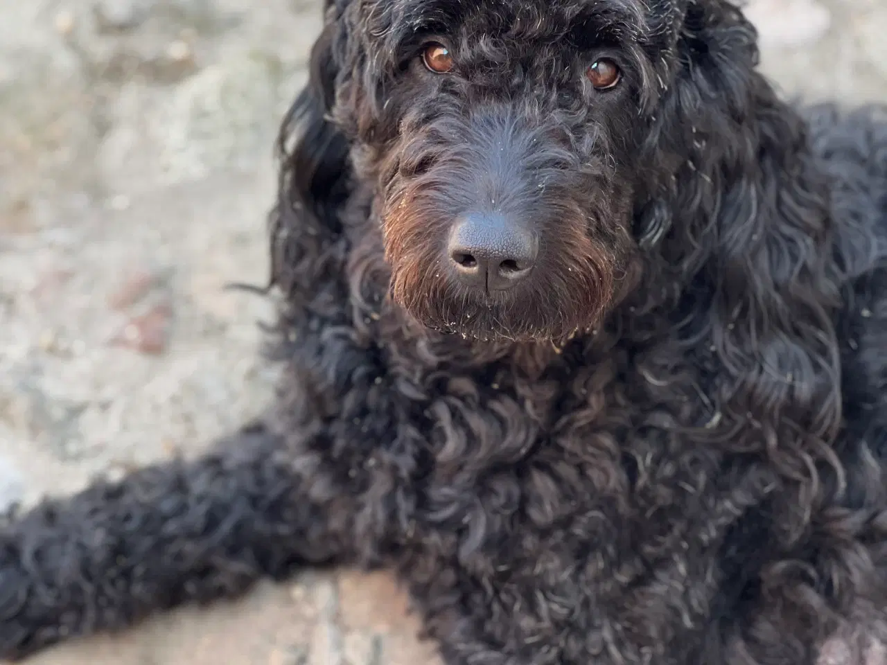 Billede 3 - Goldendoodle hvalpe 